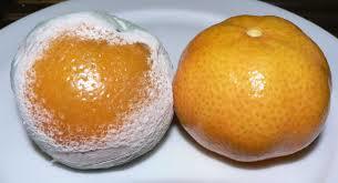 com alimentarse