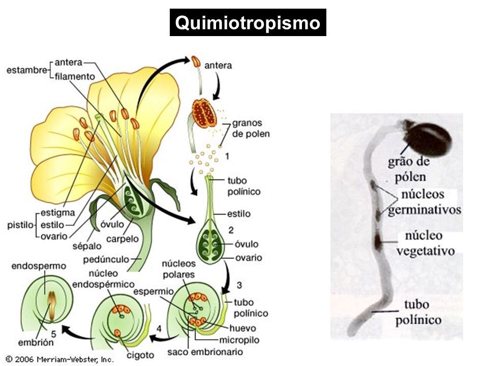 Tropismos En Fúncion Del Estimulo