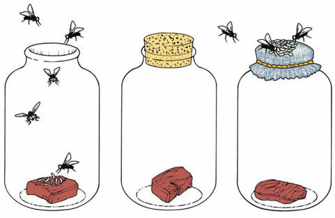 TEORÍA DE LA GENERACIÓN ESPONTÁNEA y aportaciones de Louis Pasteur, Francesco Redi y Lazzaro spallanzani