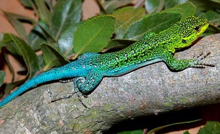 La fauna silvestre en la legislación ambiental Colombiana