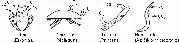 Respiracíon