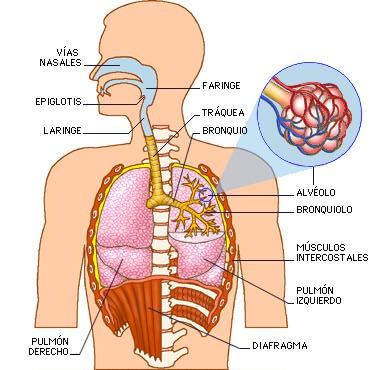 Respiracíon