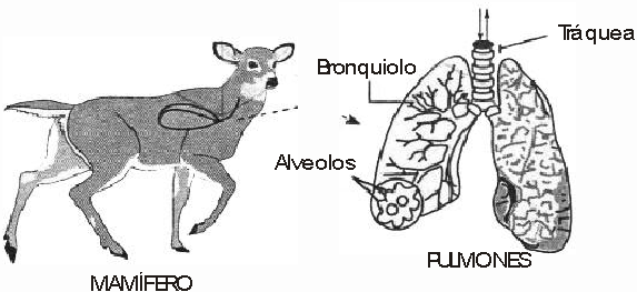 Respiracíon