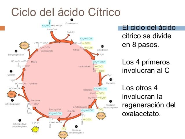 Energía de las células
