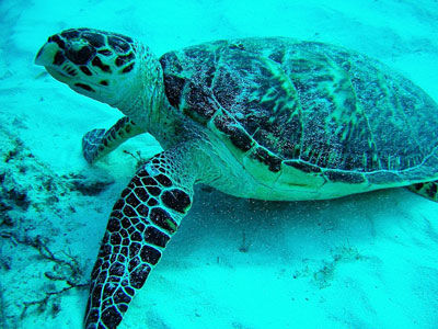 La fauna silvestre en la legislación ambiental Colombiana