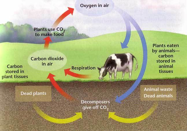 cycle of mater
