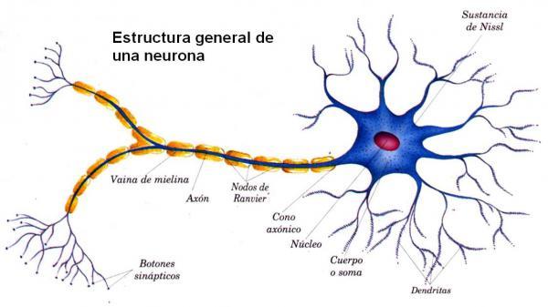 Sistema Nervioso