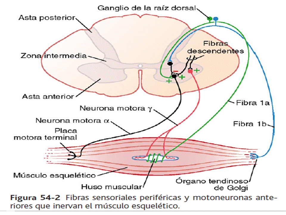 Funciones motoras de la médula espinal: los reflejos medulares