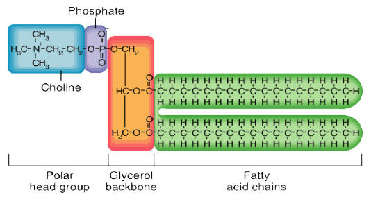 BIOLOGÍA CELULAR Y MOLECULAR