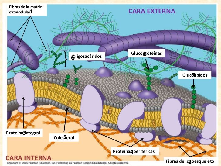 BIOLOGÍA CELULAR Y MOLECULAR