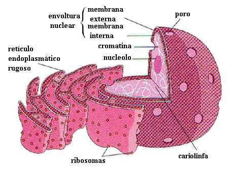 BIOLOGÍA CELULAR Y MOLECULAR