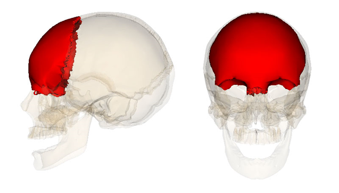 EL CRÁNEO HUMANO