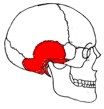 EL CRÁNEO HUMANO