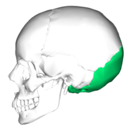 EL CRÁNEO HUMANO