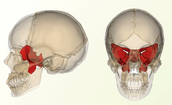 EL CRÁNEO HUMANO