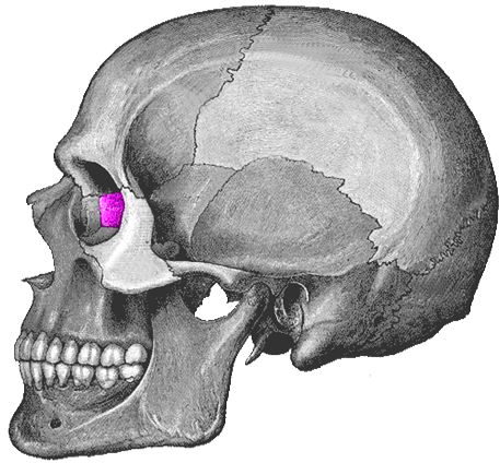 EL CRÁNEO HUMANO