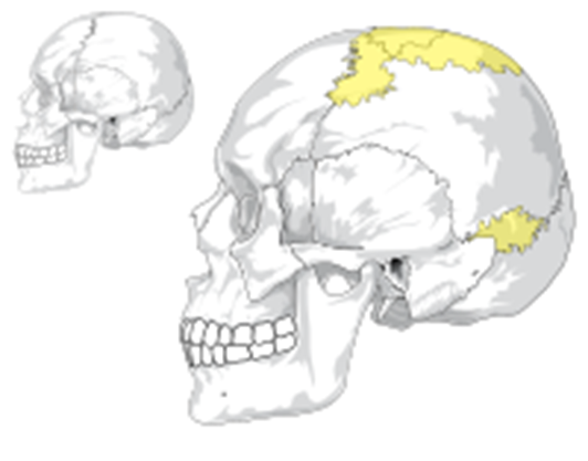 EL CRÁNEO HUMANO
