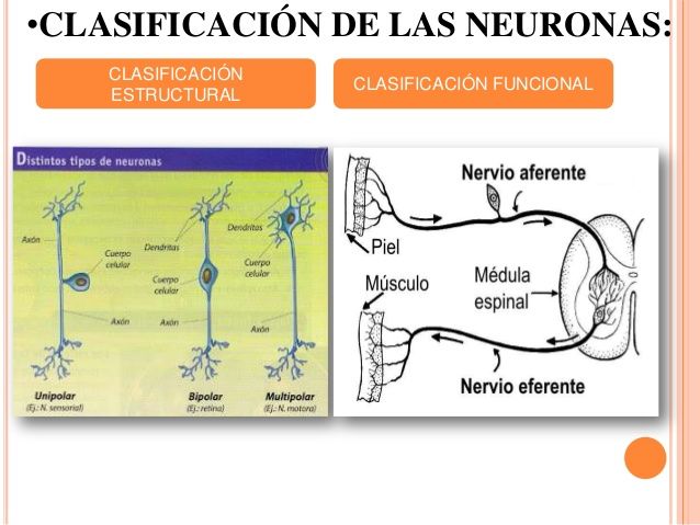 LA REFLEXOLOGÍA