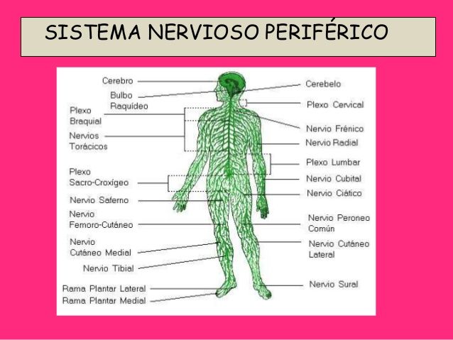 LA REFLEXOLOGÍA