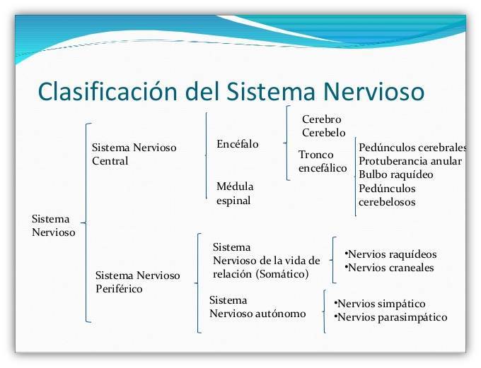 LA REFLEXOLOGÍA