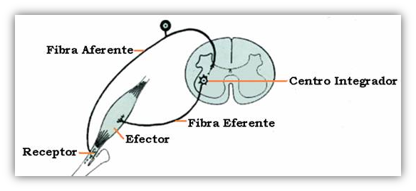 LA REFLEXOLOGÍA