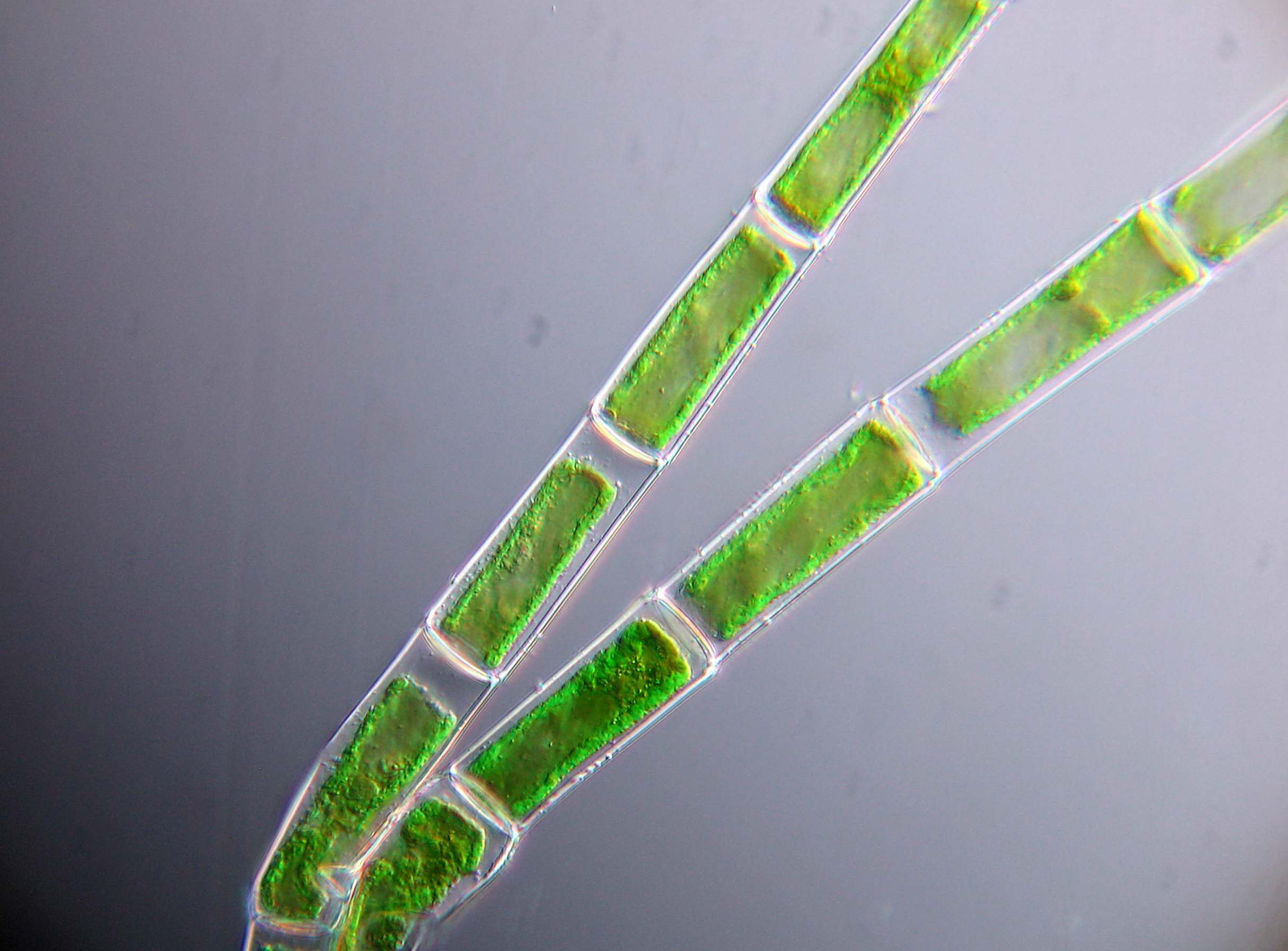 Muestra de agua de las piscinas de la zarcilla