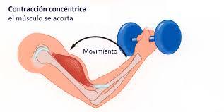 UNIDAD MOTORA. FUERZA Y POTENCIA MUSCULAR