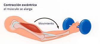 UNIDAD MOTORA. FUERZA Y POTENCIA MUSCULAR