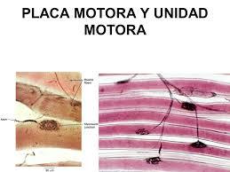 UNIDAD MOTORA. FUERZA Y POTENCIA MUSCULAR