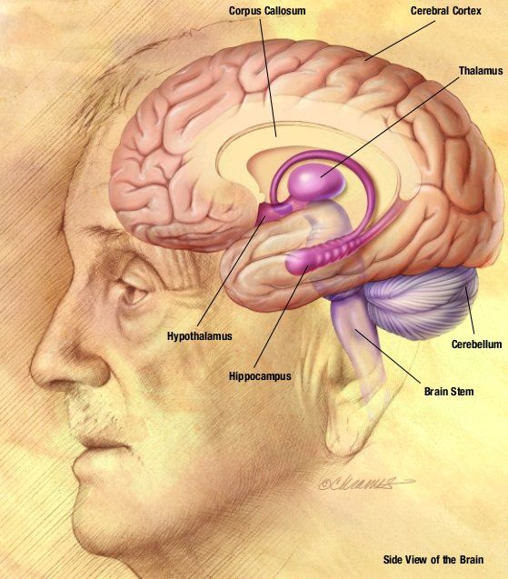 INTELIGENCIA EMOCIONAL