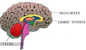 INTELIGENCIA EMOCIONAL