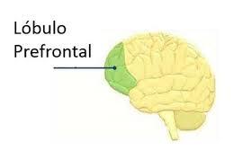 INTELIGENCIA EMOCIONAL