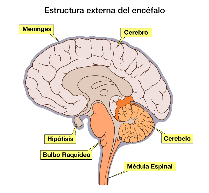 Sistema Nervioso