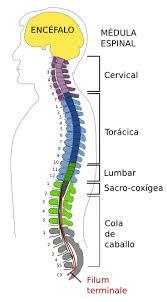 Sistema Nervioso