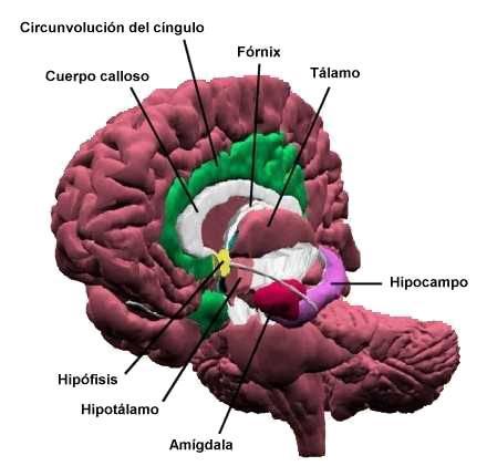 sistema limbico