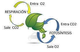 Respiración en los seres vivos