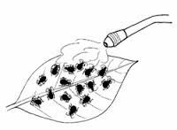 Pesticidas