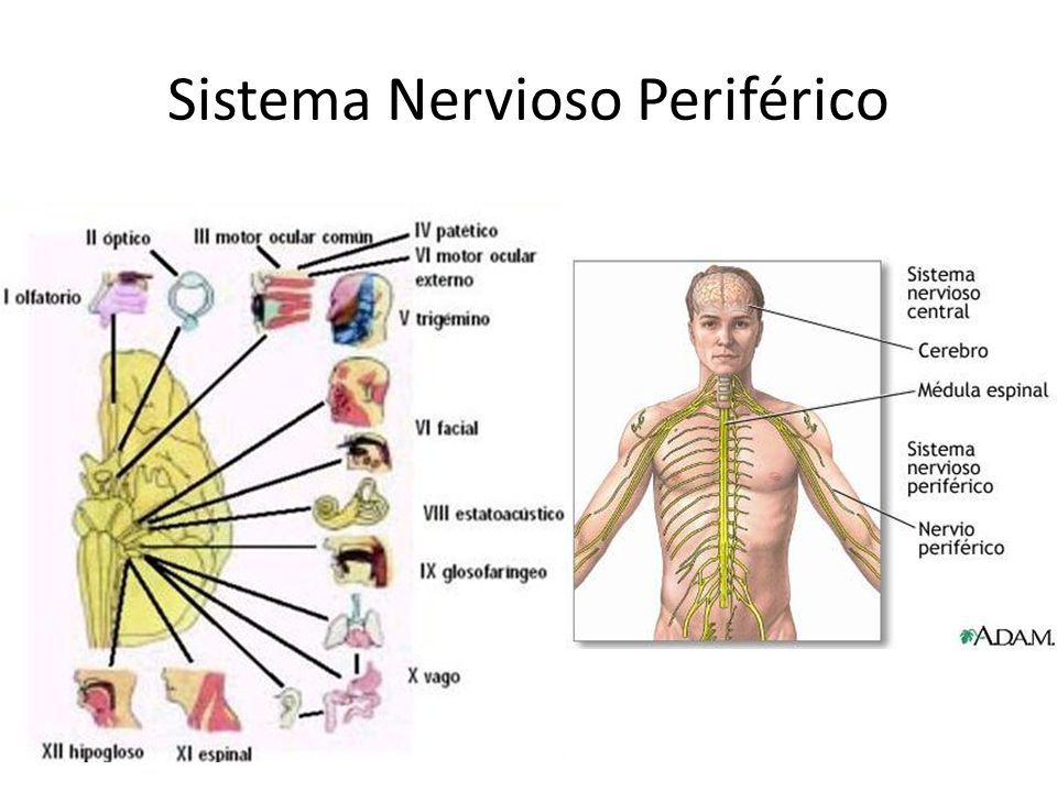 SISTEMA NERVIOSO