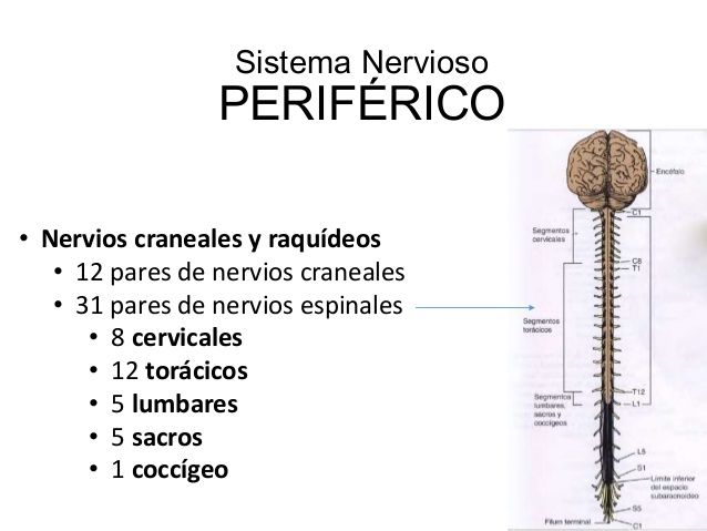 SISTEMA NERVIOSO