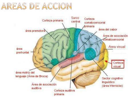 SISTEMA NERVIOSO
