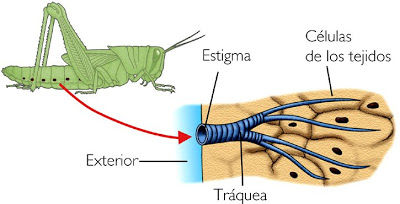 RESPIRACION EN LOS SERES VIVOS