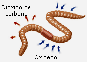 RESPIRACION EN LOS SERES VIVOS