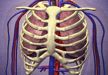 RESPIRACION EN LOS SERES VIVOS