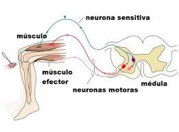 SISTEMA NERVIOSO