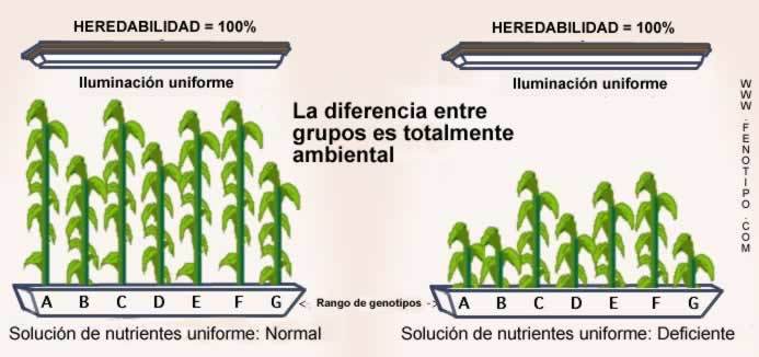 Cruzamiento dihíbrido