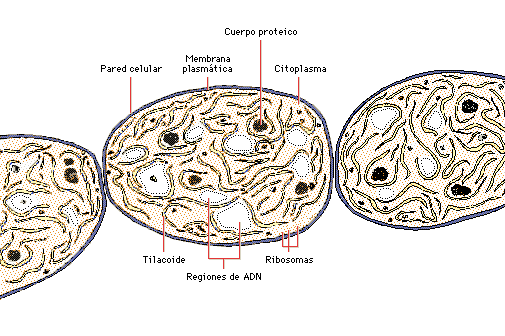Biología en general