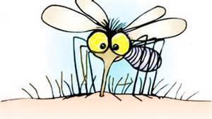 Mosquito tigre