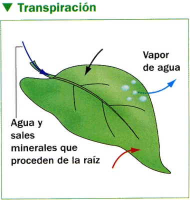 CICLO DEL AGUA