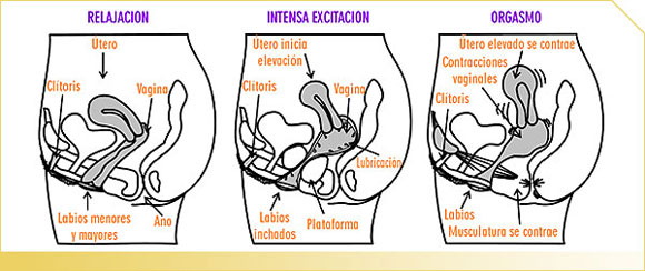 Neurofisiología de la respuesta sexual y Efectos en la sexualidad por diversas discapacidades.