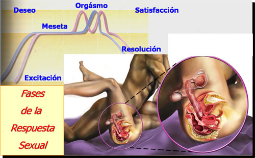 Neurofisiología de la respuesta sexual y Efectos en la sexualidad por diversas discapacidades.